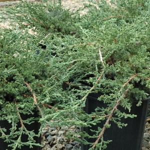 Juniperus chinensis Sargentii