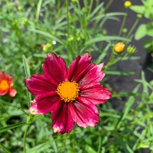 Coreopsis Mercury Rising