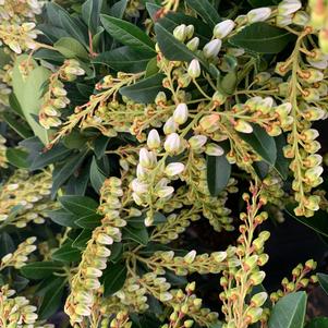 Pieris japonica Temple Bells