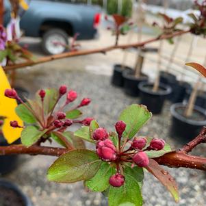 Malus Purple Prince