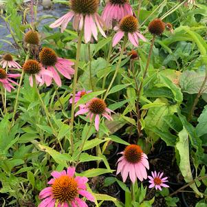 Echinacea purpurea 