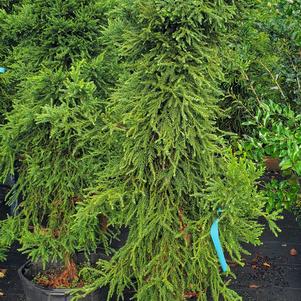 Cryptomeria japonica Taisho-Tama