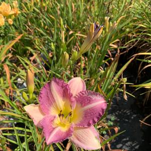 Hemerocallis Entrapment