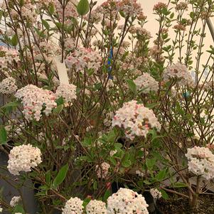 Viburnum x burkwoodii Mohawk