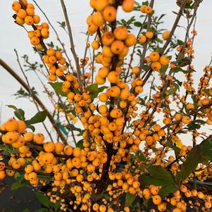 Ilex verticillata Winter Gold