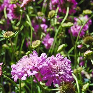 Scabiosa columbaria Butterfly Blue