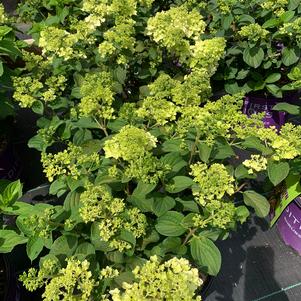 Hydrangea paniculata Little Hottie® (pp32549) 