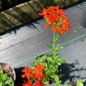 Lychnis chalcedonica 