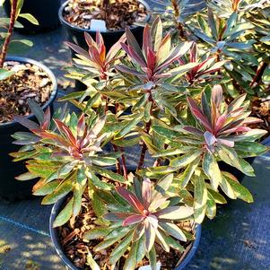 EUPHORBIA BLACKBIRD