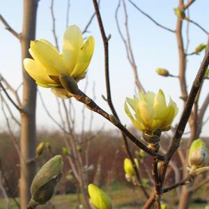 Magnolia Butterflies