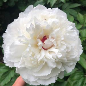 Paeonia lactiflora Festiva Maxima