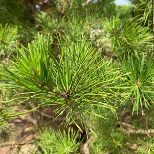 Pinus virginiana 