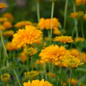 Heliopsis helianthoides Summer Sun