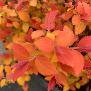 Spiraea Double Play® Candy Corn®(PP28313) 