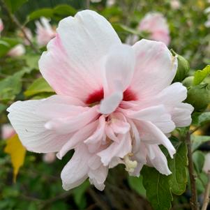 Hibiscus syriacus Strawberry Smoothie™ 