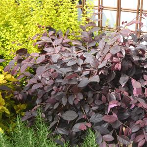 Loropetalum chinense Purple Diamond®(PP18331) 