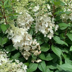 Hydrangea paniculata Pinky Winky® (PP16166) 