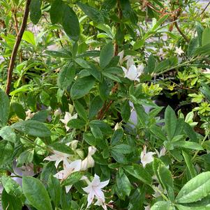 Azalea-Rhododendron Deciduous native (arborescens) Deciduous Native 