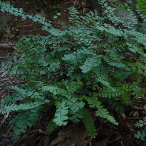 Fern-Adiantum pedatum 