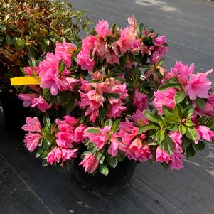 Azalea-Rhododendron Rutherfordiana hybrid Pink Ruffles