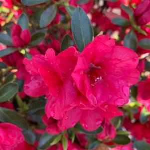 Azalea-Rhododendron Kurume hybrid Hershey Red