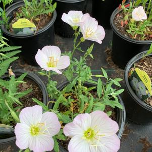 Oenethera speciosa Siskiyou