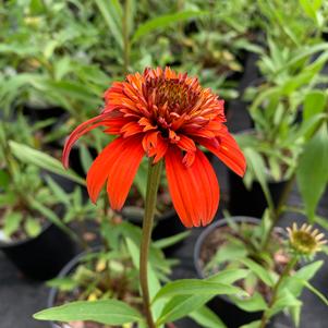 Echinacea Hot Papaya