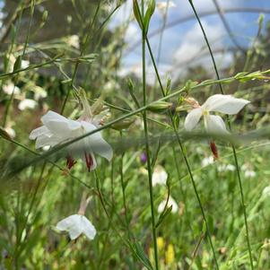 Gaura lindheimeri Belleza White