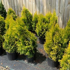 Thuja plicata Forever Goldy (PP19267)