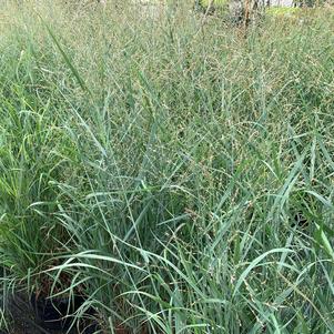 Panicum virgatum Heavy Metal