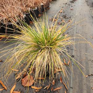 Deschampsia cespitosa 