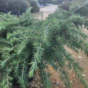 Cedrus deodara Prostrate Beauty