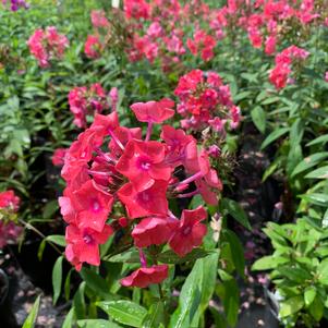 Phlox paniculata Glamour Girl (PP25778)