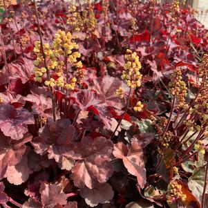 Heuchera Blondie