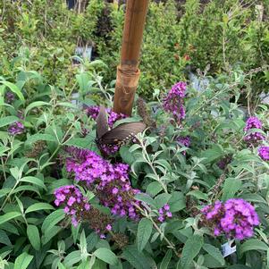 Buddleia Buzz™ Purple (PP1106720) 