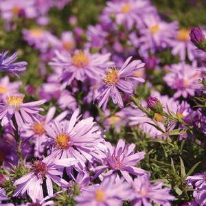 Aster dumosus Wood's Pink