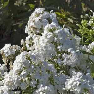 Phlox paniculata David