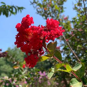 Lagerstroemia indica Red Rocket