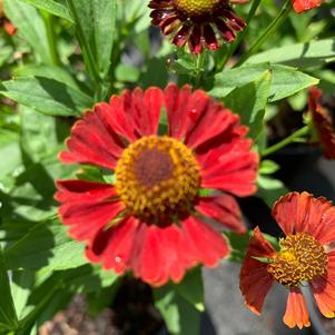 Helenium autumnale Salsa