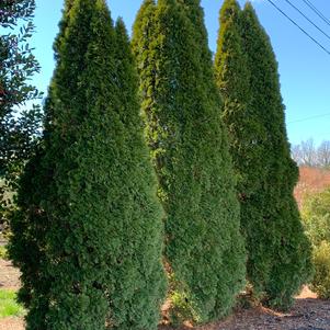 Thuja occidentalis Emerald Green