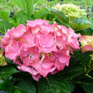 Hydrangea macrophylla Glowing Embers