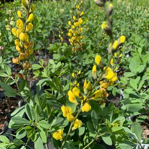 Baptisia x (tinctoria x alba) Solar Flare