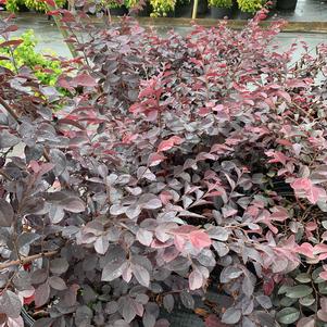 Loropetalum chinensis Darkfire