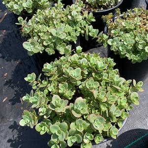 Sedum Lime Zinger (PP24632) 