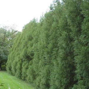 Cryptomeria japonica Radicans