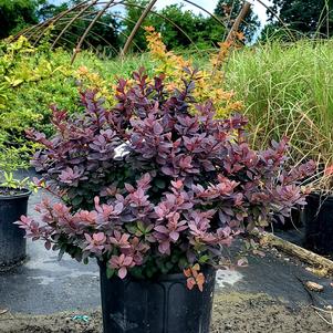 Berberis thunbergii Concorde