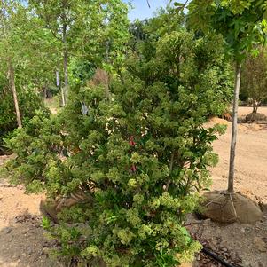 Viburnum Awabuki Chindo