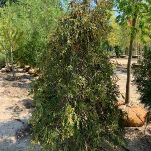 Thuja occidentalis Techney