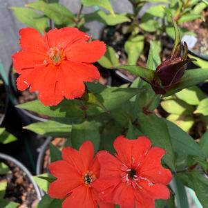 Lychnis Lipstick