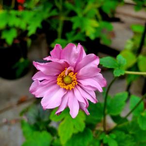 Anemone hybrida Fantasy Pocahontas